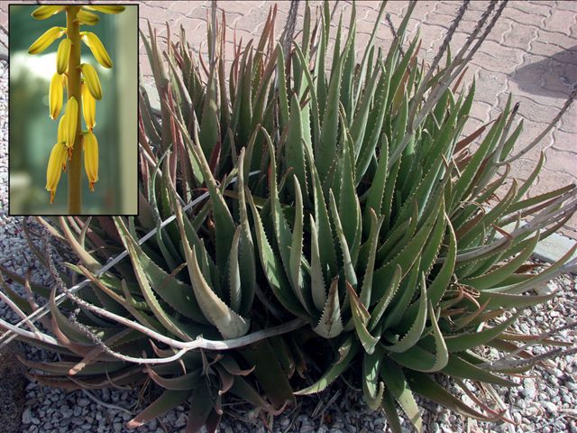 Aloe Vera (Aloe barbadensis miller)