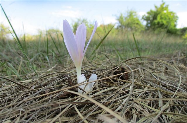 Autumn Crocus (Colchicum autumnale)