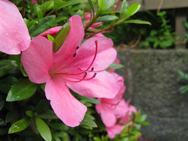 Azalea / Rhododendron (Rhododendron spp.)