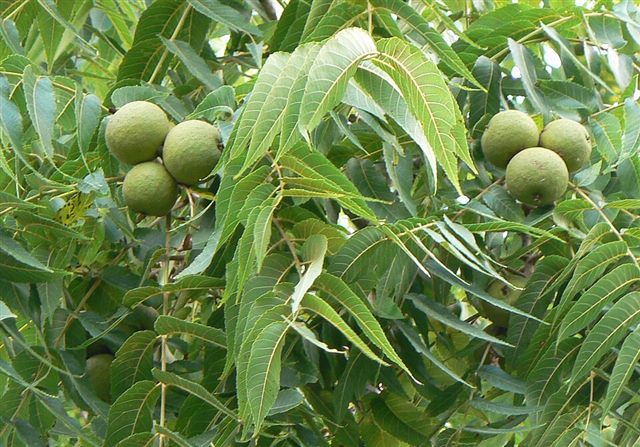 Black Walnut (Juglans nigra)