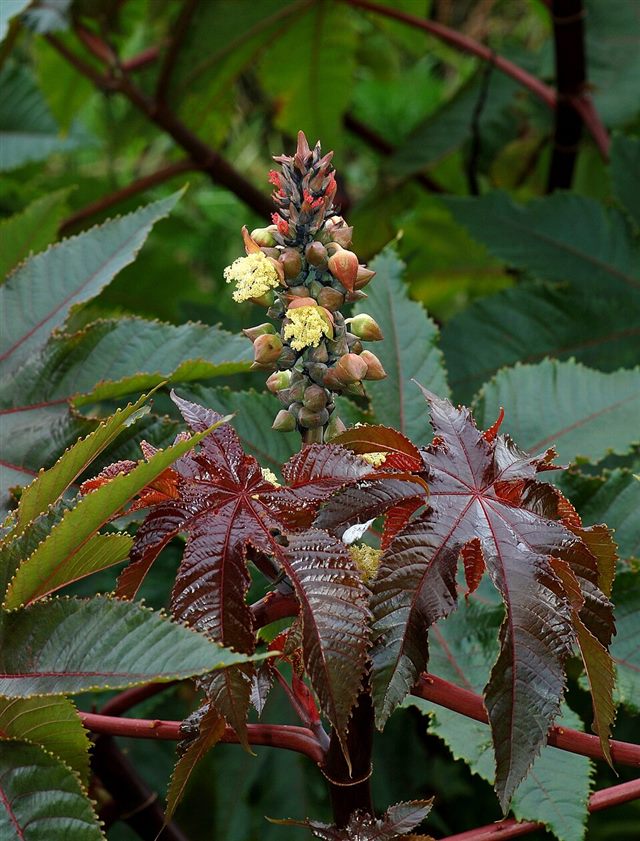 Castor Bean (Ricinus communis)