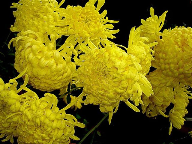 Chrysanthemum (Chrysanthemum spp.)