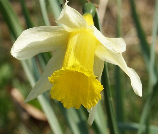 Daffodil / Narcissus (Narcissus spp.)
