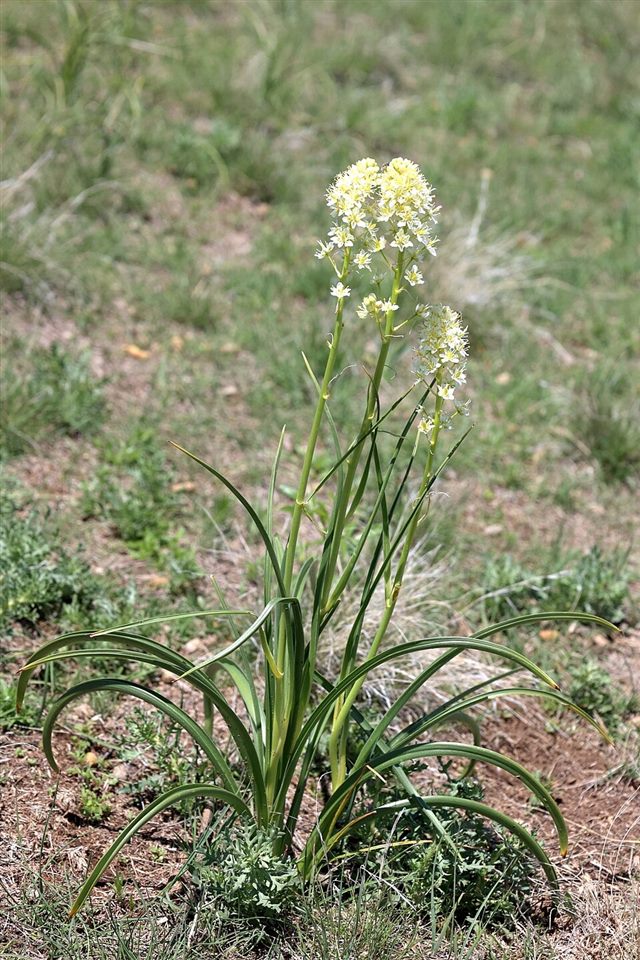 Death Camas (Anticlea elegans / Zigadenus spp.)