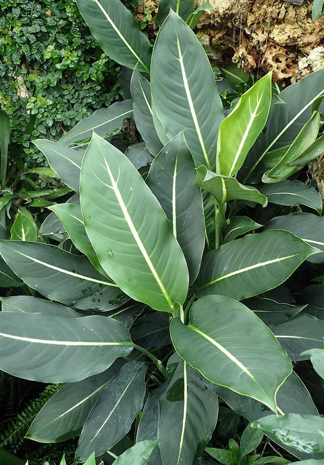 Dieffenbachia (Dieffenbachia spp.)