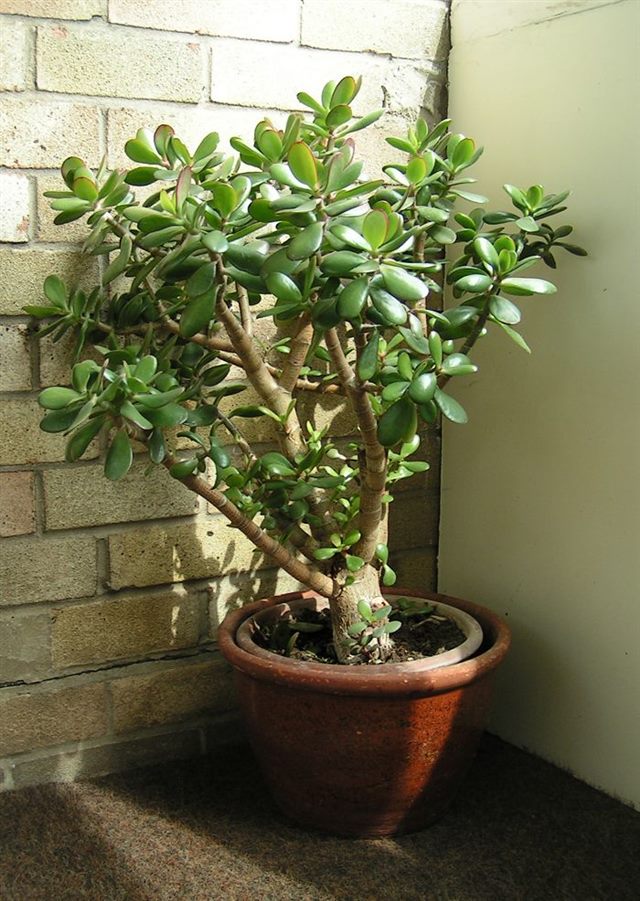 Jade Plant (Crassula ovata)