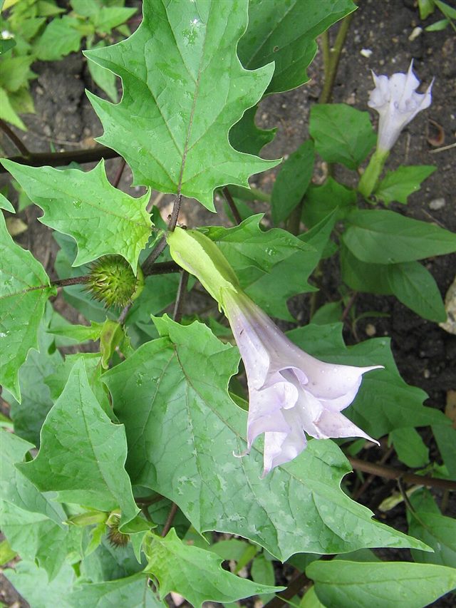 Jimsonweed (Datura stramonium)
