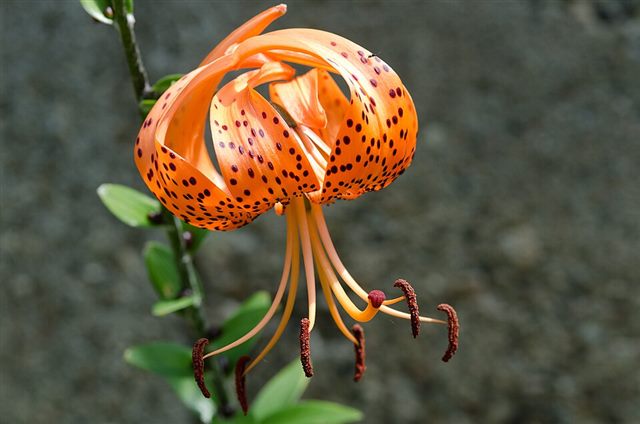 Tiger Lily / Easter Lily (Lilium spp.)