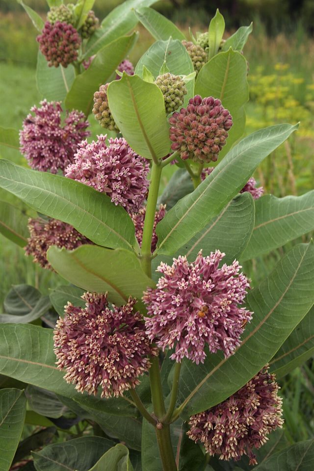 Common Milkweed (Asclepias syriaca)