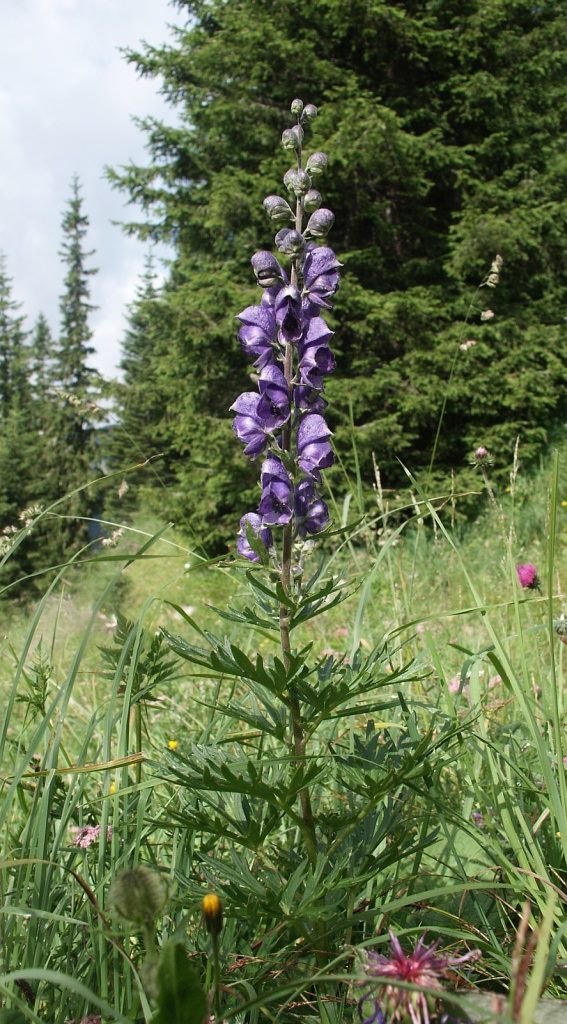 Monkshood (Aconitum napellus)