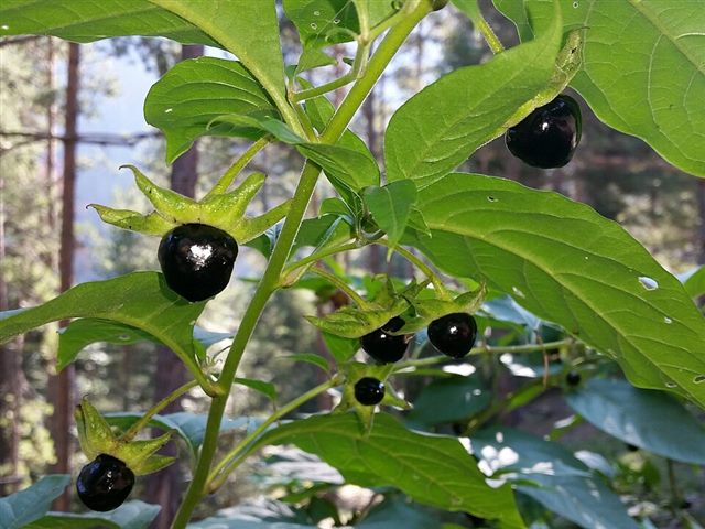 Deadly Nightshade (Solanum nigrum / Atropa belladonna)