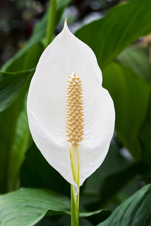 Peace Lily (Spathiphyllum spp.)