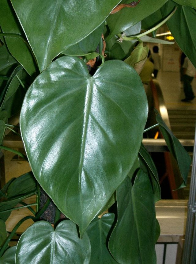Philodendron (Philodendron spp.)