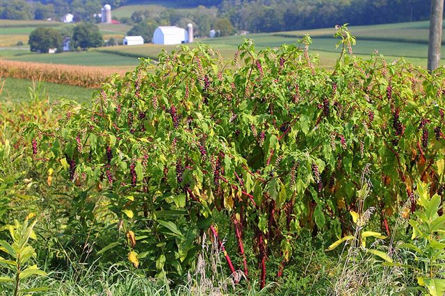 Pokeweed (Phytolacca americana)