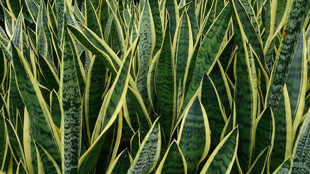 Snake Plant (Dracaena trifasciata)