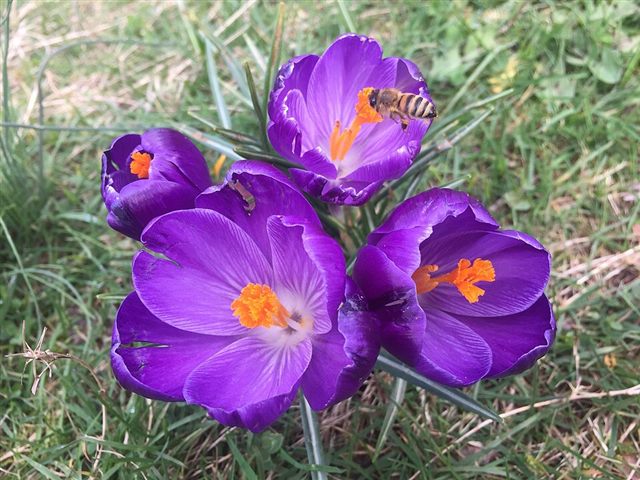Spring Crocus (Crocus vernus)