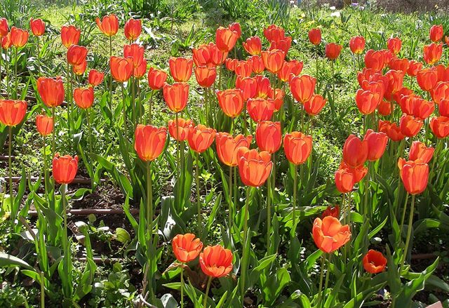 Tulip (Tulipa spp.)