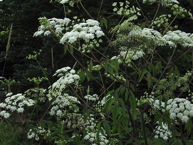 Water Hemlock (Cicuta spp.)
