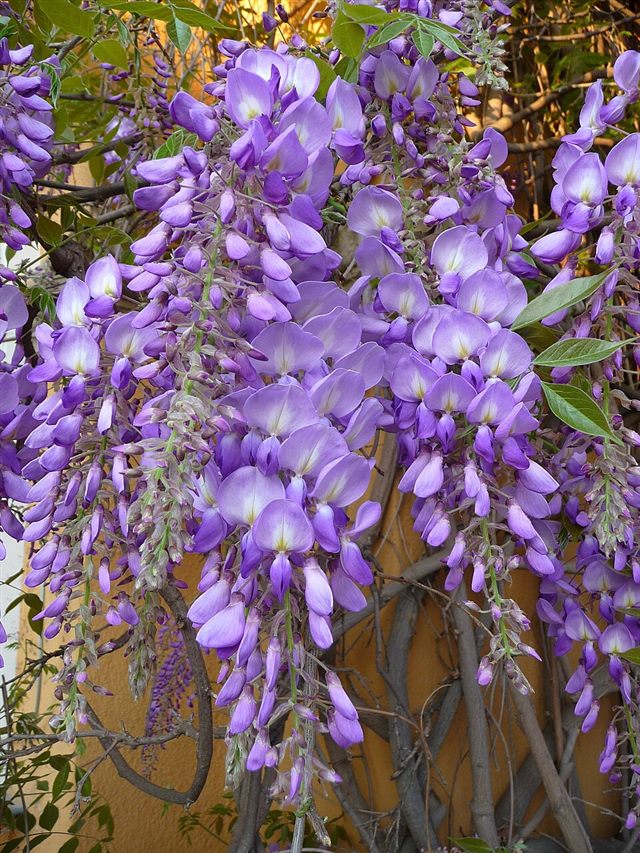 Wisteria (Wisteria spp.)