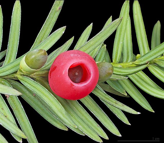 Yew (Taxus spp.)